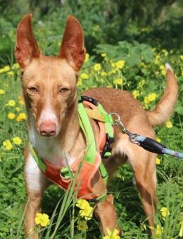 Kiles konnte der Perrera entkommen - Laatzen