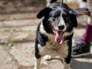 Liebevoller freundlicher ROCKY sucht♥️ - München