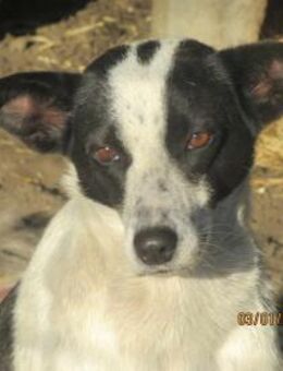 Zelda hat ein zartes Wesen 🐾 - Elsdorf (Nordrhein-Westfalen)