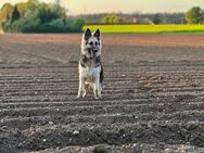 Nayla 6 Monate Reinrassige deutsche Schäferhündin - Wassenberg