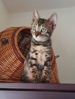 Süßer Bengal kitten - Limbach-Oberfrohna