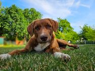 Buddy sucht noch ein zu Hause auf Lebenszeit - Weißwasser (Oberlausitz)