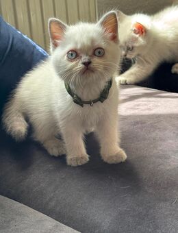 Süsse bkh Kitten - Aachen