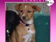🌺 SCARLET 🌺 - WO IST MEINE FAMILIE? - Alfeld (Leine)