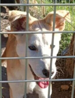 Welpenmädchen SANDRA - Gefrees