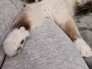 Wir dürfen ausziehen, 2 wunderbare Ragdoll-Mix Kitten - Pohlheim Zentrum