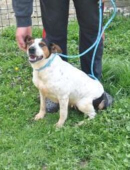 LASSIE - geb. ca. 06/2020 - Beagle Mix - Eibenstock