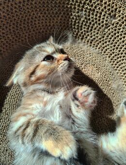 Zarte Golden Shaded Perser-Mix Katzenprinzessin – 4 Monate – sehr lieb & verschmust - Wittenberg (Lutherstadt)