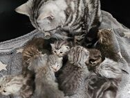Britisch kurzhaar kitten - Hambergen
