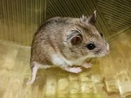 Chinesische Streifenhamster - Babys aus eigener Zucht - Bad Sooden-Allendorf