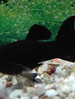 Black Molly Lyra - Hohenroth