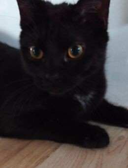 Süße Katze sucht liebevolles Hause - Wolgast