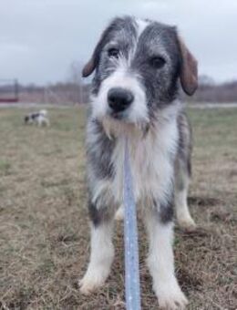 Jungrüde Mazil - Rambin