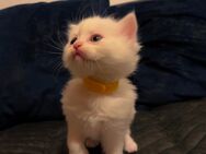 Weiße Britisch Langhaar Kitten zu verkaufen - Aystetten