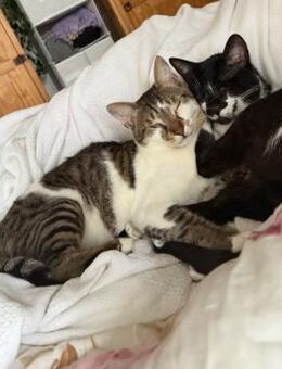 Kosmas & Batsi aus dem Tierschutz - Grevenbroich