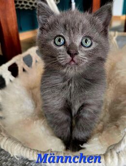 BKH Kitten in Blue - Wustermark