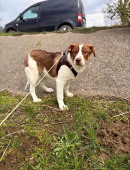 Linus soll nicht im Shelter aufwachsen - Blankenheim (Nordrhein-Westfalen)
