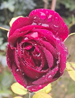 Yoga Anfänger für Sie - Hamburg Wandsbek