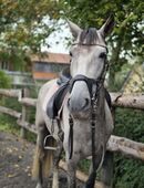 Freizeitpferd zu Verkaufen, tolles Familienpferd in 54558