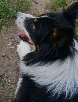 Zuhause gesucht - Eußenheim