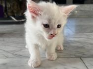 Main coon Katzenbabys - Wehr (Baden-Württemberg)