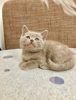 BkH Kitten/Junge Lilac reinrassig Vater Stammbaum - Bremen