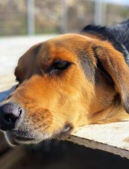 Entspannter Rocky sucht Zuhause - Bergkirchen