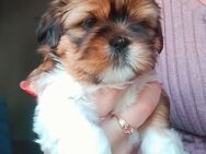 Shih-Tzu Welpen - Lauda-Königshofen