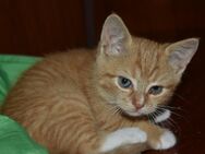 Pumba , Pepper und Penny suchen ihr für immer Zuhause ! - Hohenstadt