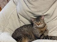 BKH Katze sucht neue Zuhause. - Karlsruhe