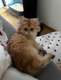 Britische Langhaar Seal golden shell - Bremen