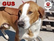 aktiver GUS sucht seine Familie - Margetshöchheim