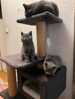 Bkh kitten ♥️ 2 Jungs noch übrig !!! - Garbsen