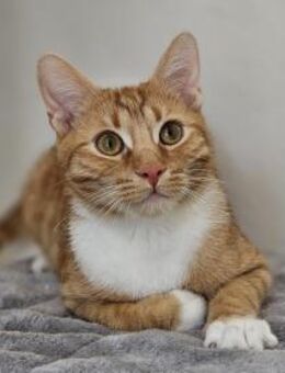 JUSTUS - geb. 05/2023 - mk - Eibenstock