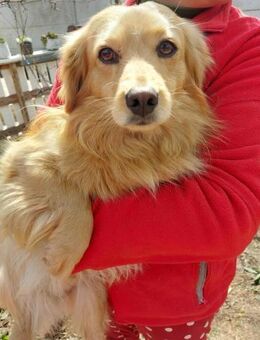 Zico 4 Jahre - Meuselwitz