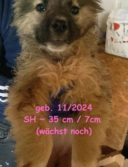 Maggie Fluffige Herzensdiebin - Rinteln