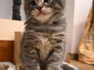 Wunderschöne Maine Coon Kitten - Bremen
