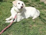 Neugierige soziale DOLLY sucht ♥️ - München