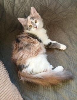 🐱🌸Babykatzen Kitty & Noodle🌸�� - Eislingen (Fils)