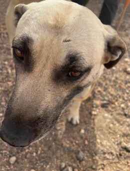 Horus sucht ein Zuhause 🥰 - Vechelde