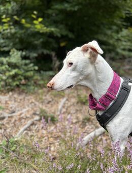 Kimba - stolzer Rüde entdeckt die Welt - Lich