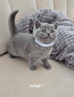 Britisch Kurzhaar Katzenbabys - Ostfildern
