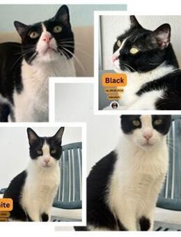 BLACK & WHITE, m., kastr., EKH - Sipplingen