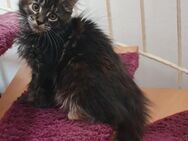 Maine coon baby Mädel xxl - Gerolstein