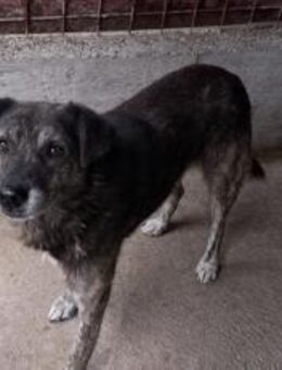 Zuhause gesucht für schüchternen Dingo - München