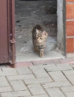 3 Monate alte Katze abzugeben - Machern