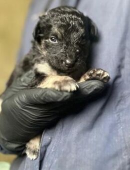 Süßes, liebes Welpenmädchen 23B - Kallmünz