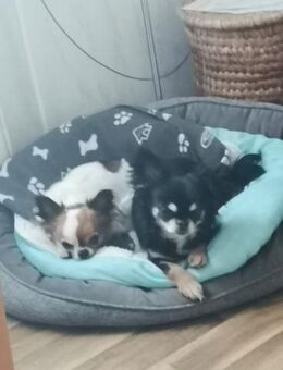 🌸Luna 7 J und Bella 9 Jahre🌸Gemeinsa - Kassel
