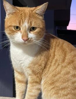 Paddy - der Gärtner - Kirchheim (München)