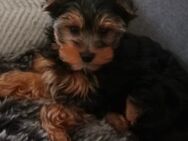 Rassereiner hübscher Yorkshire Terrier Bube - Bechhofen (Rheinland-Pfalz)